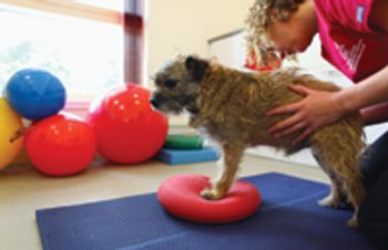 veterinary_rehab_0211-705941-1384192580465.jpg
