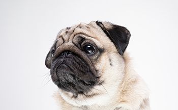 veterinary-pug-brachy-breed-breathing-problems-AdobeStock_287497678-450.jpg