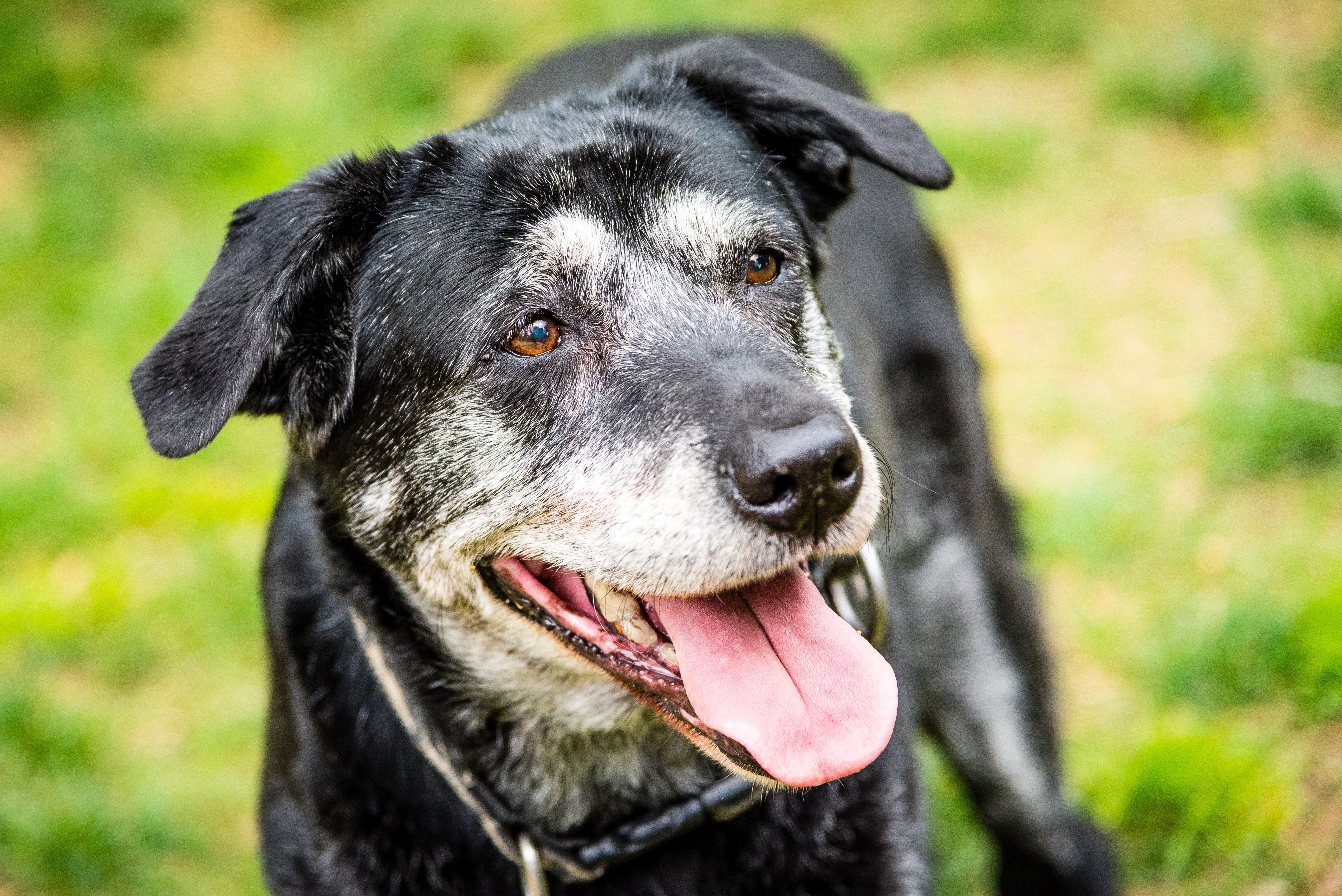 what is hospice care for dogs