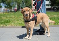 Service dog