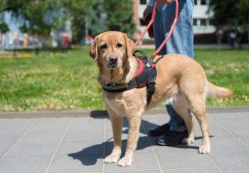 Service dog