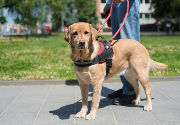 Service dog