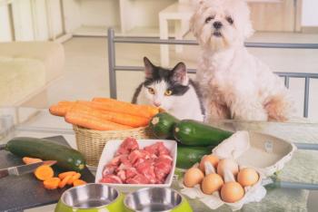 different dog and cat diets