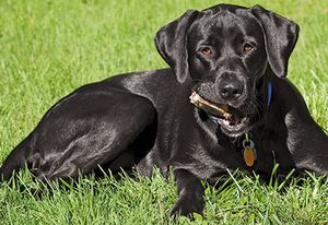 Black-Labrador-Retriever-152050421-845072-1404209824331.jpg