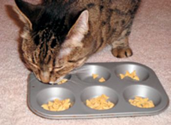 veterinary_IE_catSlowEat_0811-735161-1384184849139.jpg