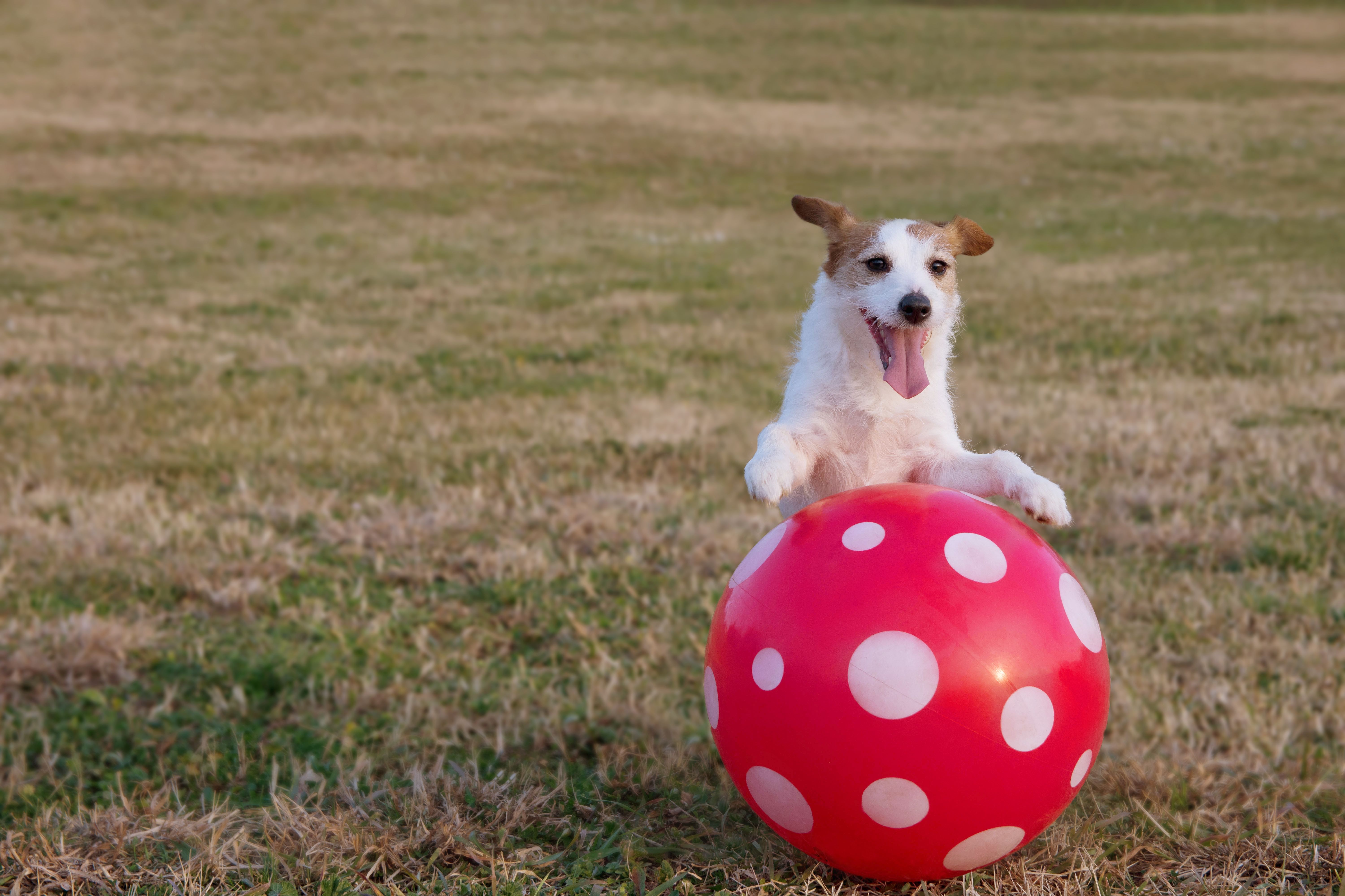 dog playing with red ball