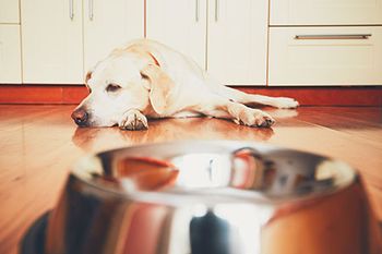 veterinary-dog-food-bowl-AdobeStock_162370930_450.jpg