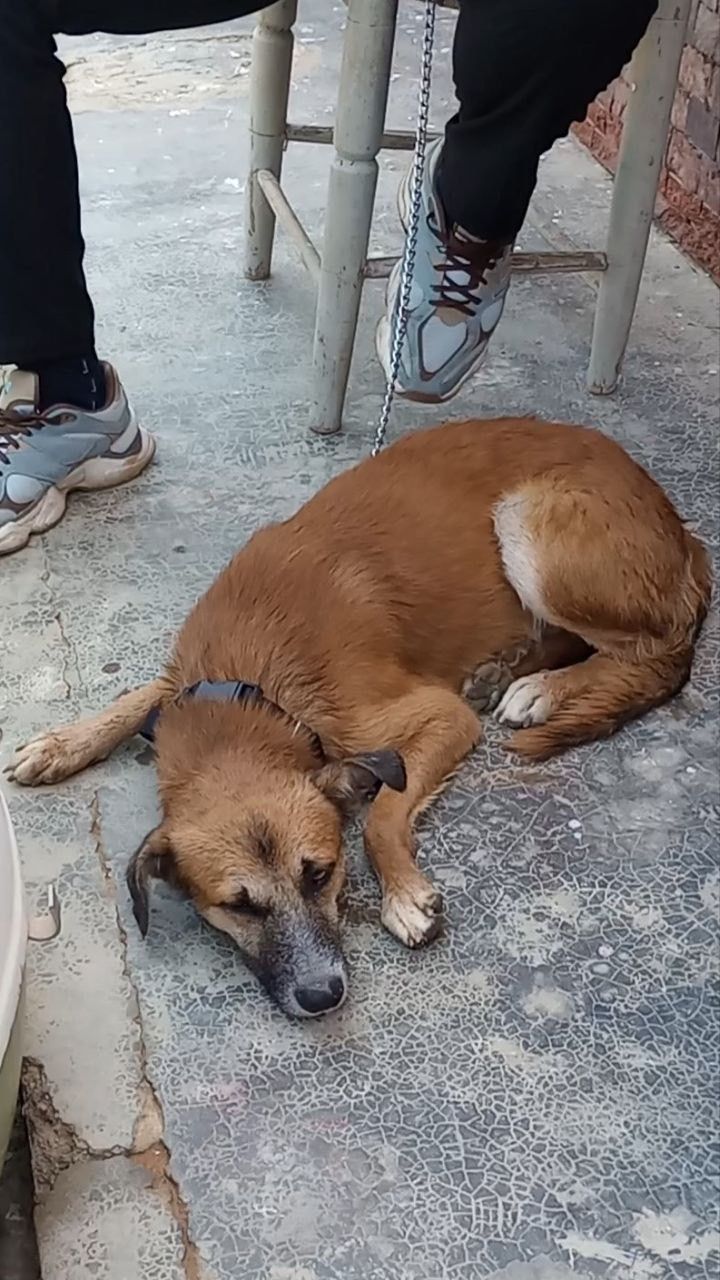 Red de Apoyo Canino in Venezuela