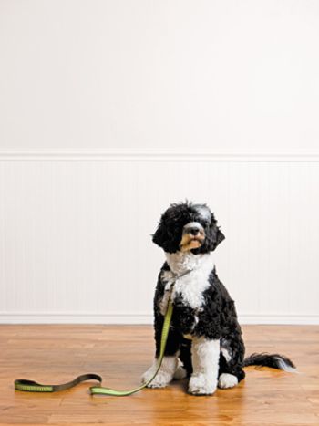 veterinary-compliance-300.jpg