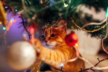 Cat in a Christmas tree