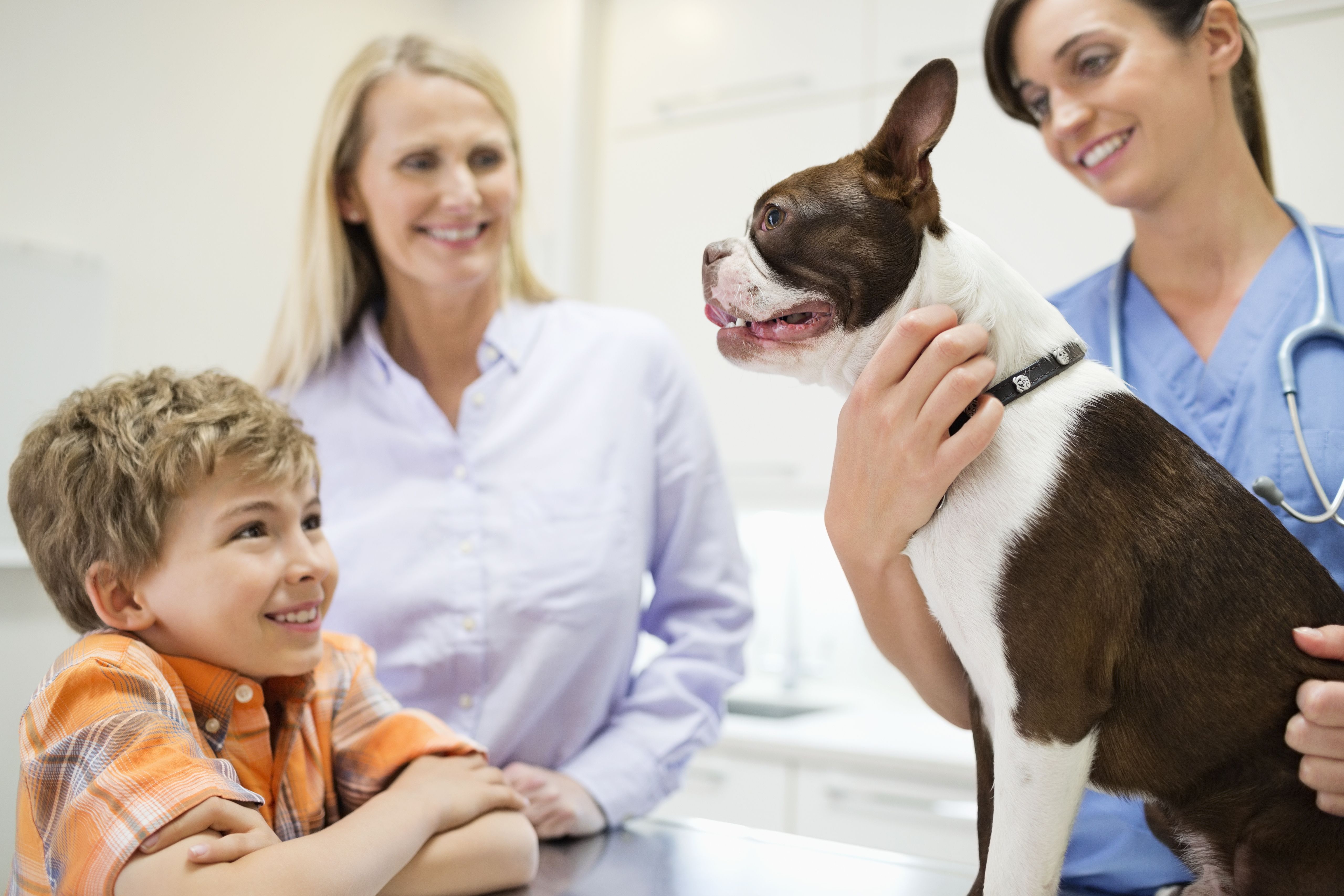 Study shows clients care what veterinarians wear-dvm360
