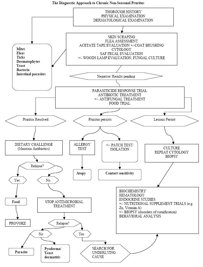 The CSI approach to pruritic pets: an overview and flowchart (Proceedings)