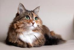 Morris Animal Foundation accepting research proposals for feline oncologic advancements
