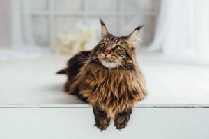 Advances in feline hypertrophic cardiomyopathy (HCM): Diagnosis, management, and future directions