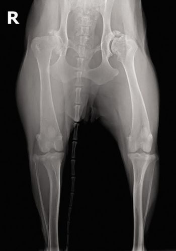 veterinary_Wardlaw_Fig3b_severe_HD_450px.jpg