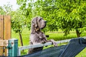 AVMA 2017: Adding a Younger Pet to a Geriatric Pet Household