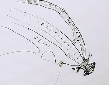 veterinary_crowe_diagram_4-615065-1384500300929.gif