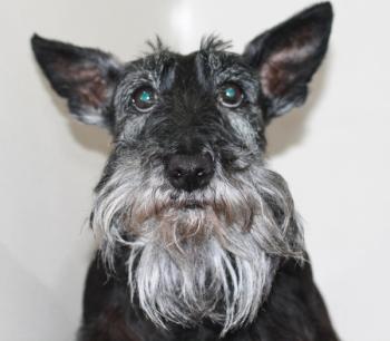 senior schnauzer