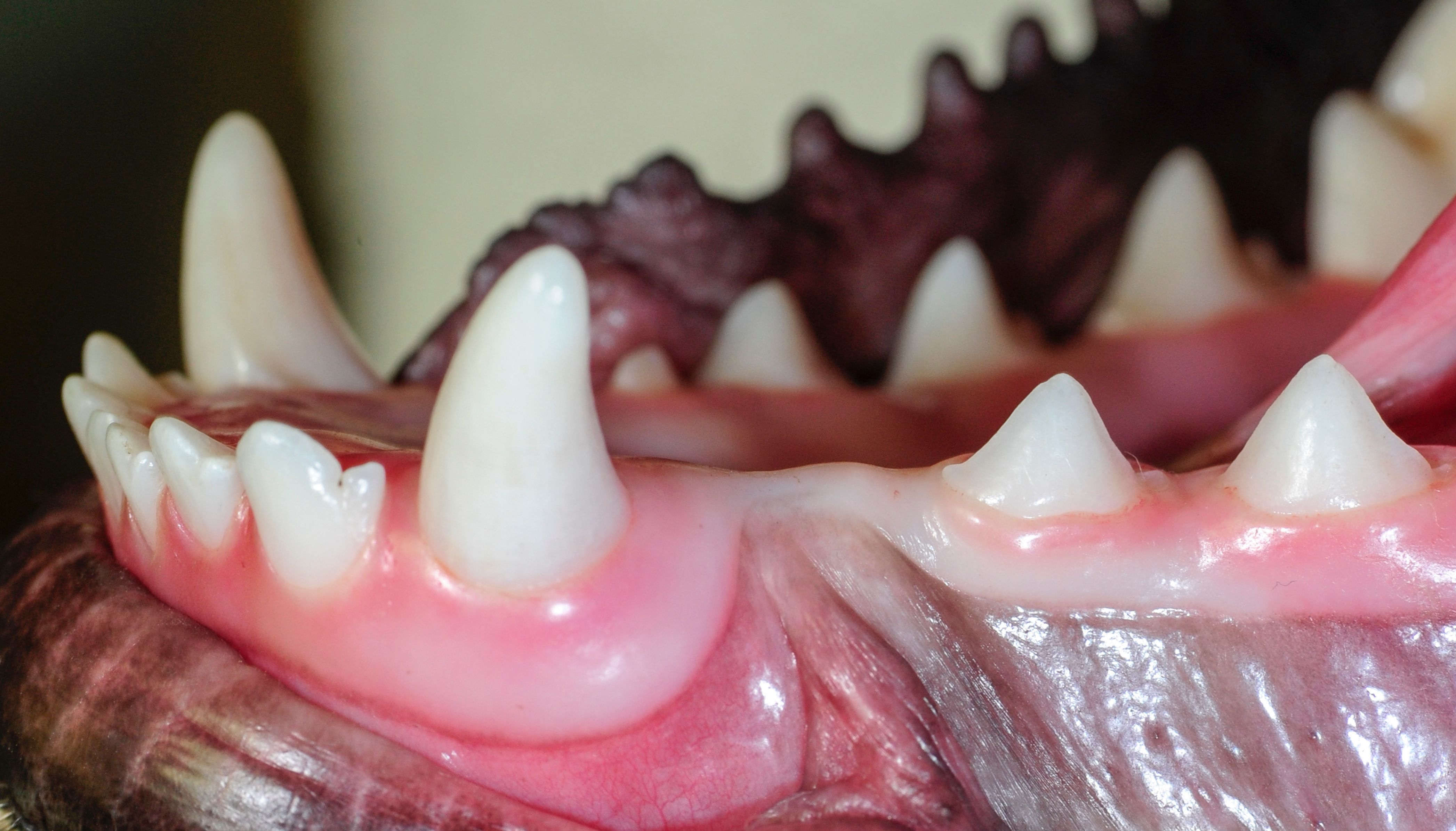 Dogs Root Table How Much Is A Root Canal For A Dog