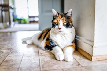 Photo: Kristina Blokhin/Adobe Stock