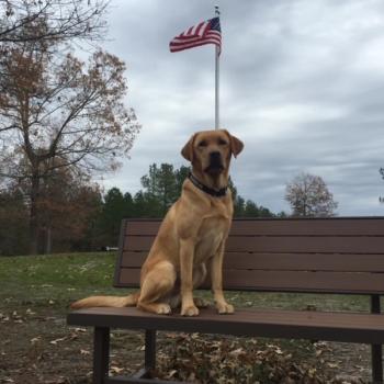 Paws of Honor