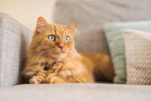 Feline diabetes mellitus: Advancements in treatment and the role of the veterinary team