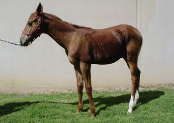 EPE_foal_1-827011-1404218438796.jpg