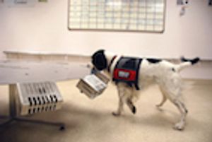 Cancer-Sniffing Dogs: Where Are We Today?