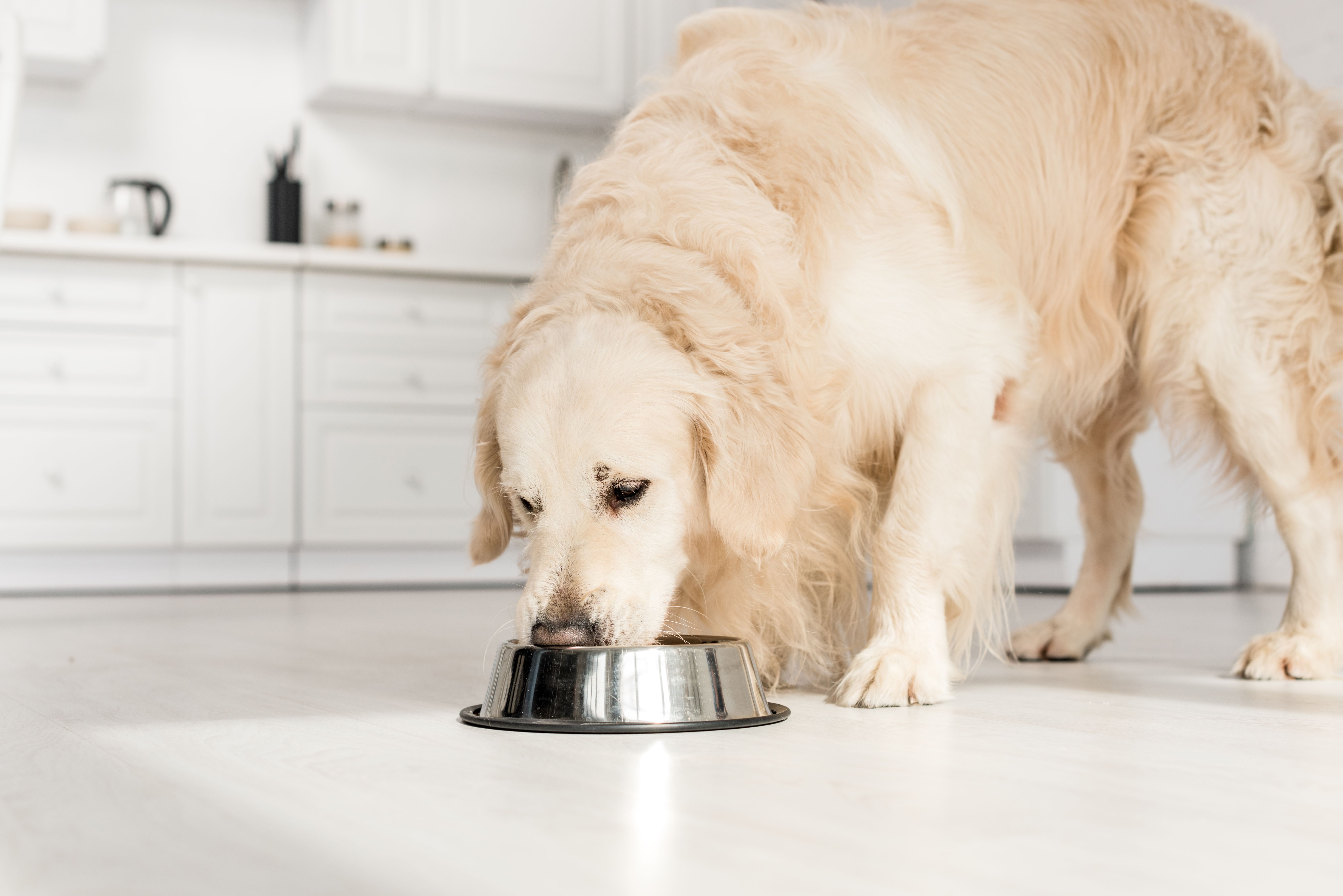 should golden retrievers eat grain free