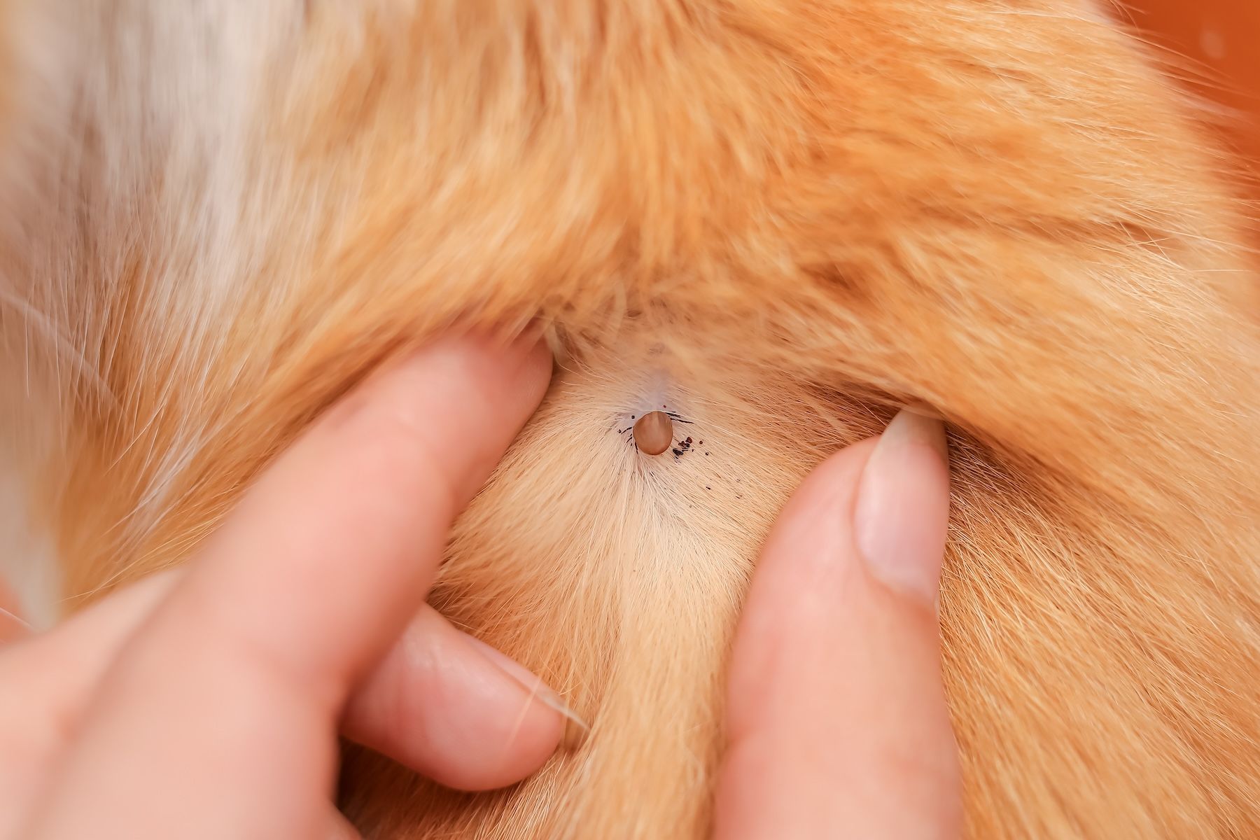 Tick on a cat