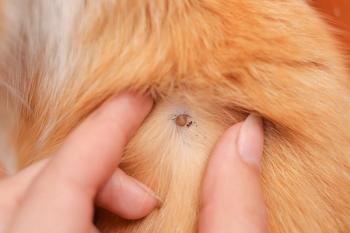 Tick on a cat