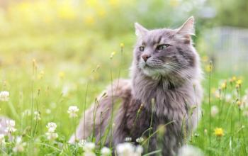 Image: kassini/Adobe Stock