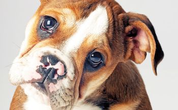 veterinary_english_bulldog_puppy_83987808_450.jpg