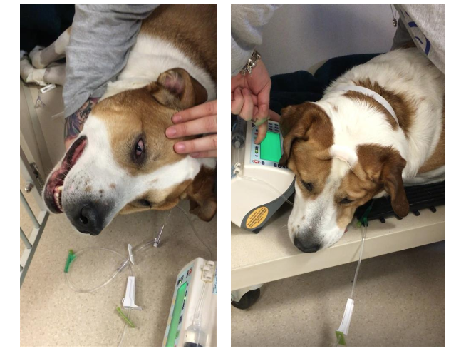 dog during surgery