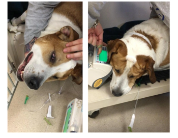 dog during surgery