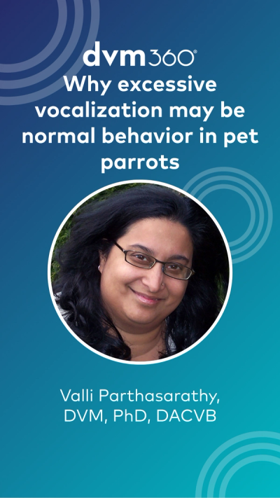 Why excessive vocalization may be normal behavior in pet parrots