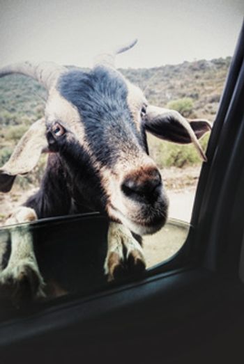 veterinary-goat-peeking-in-car-from-window-603767619_220.jpg