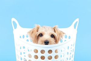 Veterinary-dog-washer-laundry-basket-AdobeStock_34564920_450.jpg