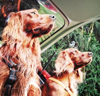 veterinary_Two-Dogs-Sitting-In-Car_220.jpg