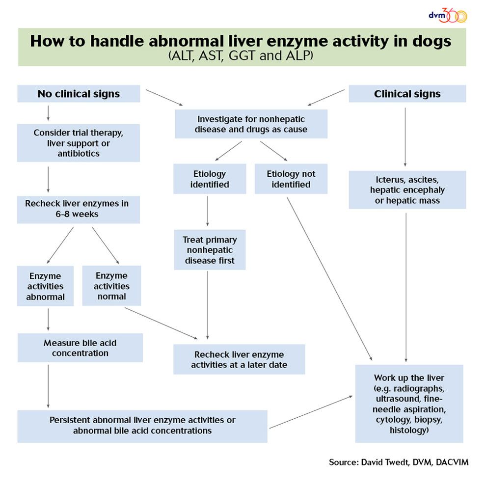 what causes elevated liver enzymes in a dog