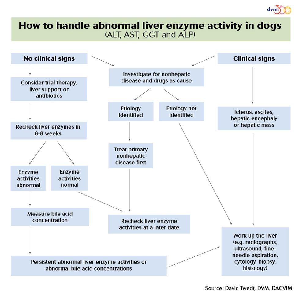 Elevated Liver Enzyme Activity In A Dog An Algorithm To Help You elevated-liver-enzyme-activity-in-a-dog-an-algorithm-to-help-you