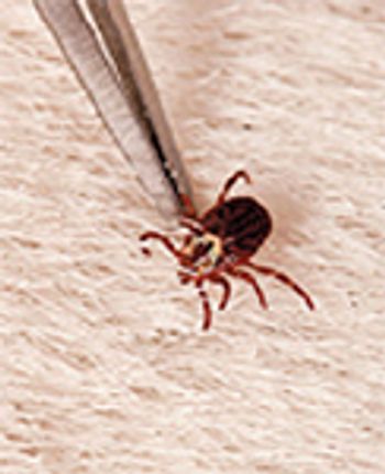 veterinary_horse_cayenne_tick-793272-1384155998556.jpg