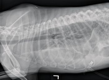 veterinary_stomachTube2a-800562-1384154907263.jpg