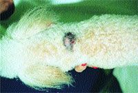 Focal, non-inflammatory alopecia: A diagnostic, treatment challenge