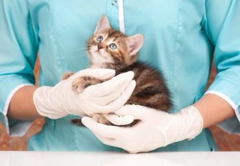 Kitten visits to veterinary practices hold steady as the puppy pipeline slows