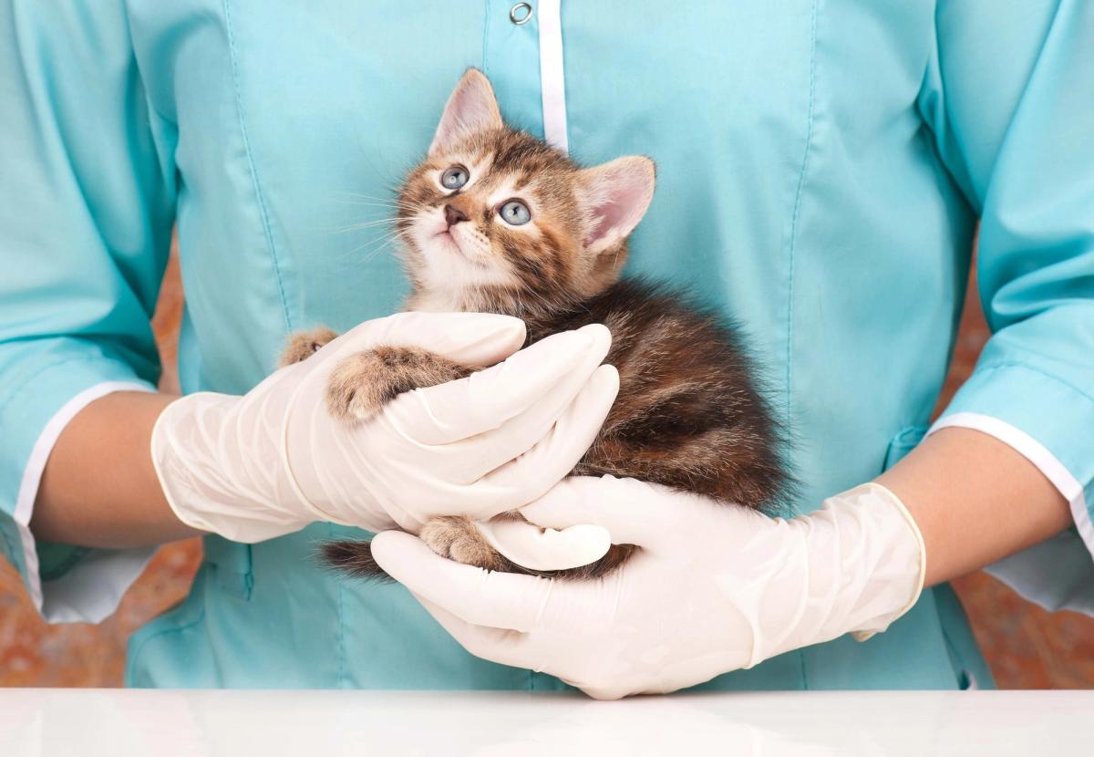 Kitten visits to veterinary practices hold steady as the puppy pipeline slows