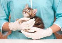 Kitten visits to veterinary practices hold steady as the puppy pipeline slows