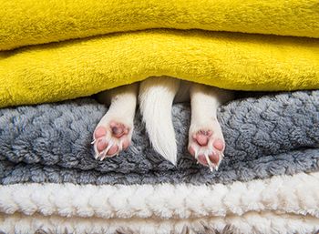 veterinary-dog-feet-hanging-from-blankets_AdobeStock_246815022-45015645210673181564591505733.jpg