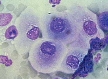 veterinary_0911_bellowsfig10b-738231-1384184827529.jpg