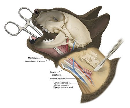 Esophageal Feeding Tube Cat Placement